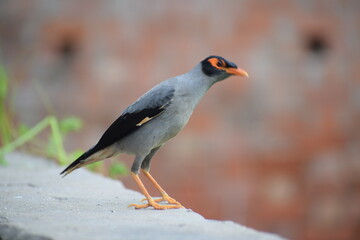 The common Myna OR Indian Myna - Member of the sturnidae family and is native to Asia.