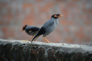 The common Myna OR Indian Myna - Member of the sturnidae family and is native to Asia.