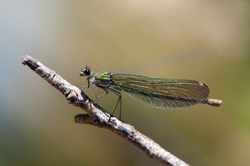 Beautiful Calopteryx splendens female on a branch of a tree  summer with golden wings in the first rays of the sun above the river