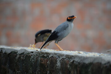 The common Myna OR Indian Myna - Member of the sturnidae family and is native to Asia.