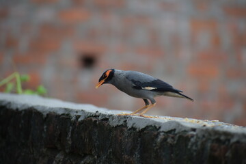 The common Myna OR Indian Myna - Member of the sturnidae family and is native to Asia.