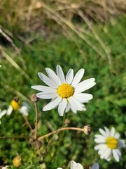 Fototapeta premium daisy in the forest