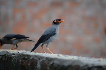 The common Myna OR Indian Myna - Member of the sturnidae family and is native to Asia.