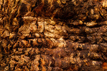 A selective focus shot of corrugated wooden texture of a centennial eucalyptus tree