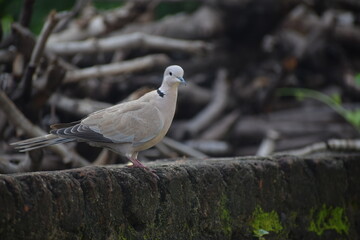 Eurasian collared dove (streptopelia decaocto) native to Europe and asia captured sitting on branch in Asian country of India and state of Gujarat
