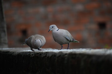 Eurasian collared dove (streptopelia decaocto) native to Europe and asia captured sitting on branch in Asian country of India and state of Gujarat