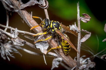 Polistes dominula wasp trying to climb a dead plant