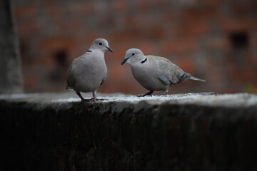 Eurasian collared dove (streptopelia decaocto) native to Europe and asia captured sitting on branch in Asian country of India and state of Gujarat