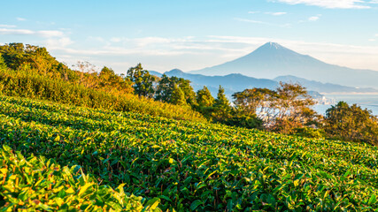 Green tea plantation with backgound of Fuji mountain 4