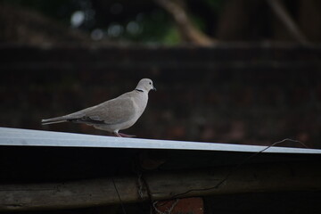 Eurasian collared dove (streptopelia decaocto) native to Europe and asia captured sitting on branch in Asian country of India and state of Gujarat