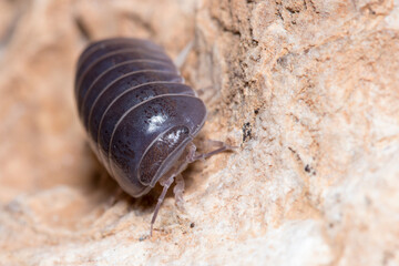Roly poly bug, Armadillidium vulgare, walking on a concrete floor under the sun