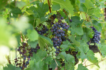 Grape variety