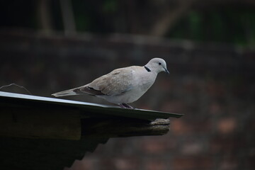 Eurasian collared dove (streptopelia decaocto) native to Europe and asia captured sitting on branch in Asian country of India and state of Gujarat