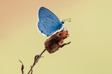 Blue Polommatus Icarus butterfly  on a dry blade in the early morning in a forest glade