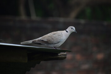Eurasian collared dove (streptopelia decaocto) native to Europe and asia captured sitting on branch in Asian country of India and state of Gujarat