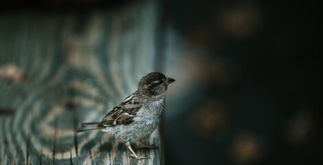 A House Sparrow perched on a wooden bench 