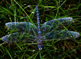 A blue dragonfly resting on grass 
