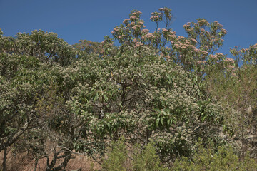 Candeia Trees in Brazil