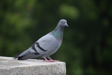 Indian Pigeon OR Rock Dove - The rock dove, rock pigeon, or common pigeon is a member of the bird family Columbidae. In common usage, this bird is often simply referred to as the 