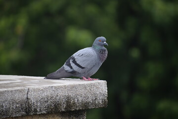 Indian Pigeon OR Rock Dove - The rock dove, rock pigeon, or common pigeon is a member of the bird family Columbidae. In common usage, this bird is often simply referred to as the 