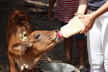 becerro  © Alejandra Rojas