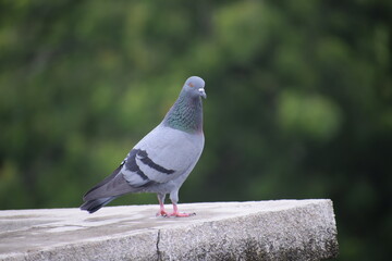 Indian Pigeon OR Rock Dove - The rock dove, rock pigeon, or common pigeon is a member of the bird family Columbidae. In common usage, this bird is often simply referred to as the 