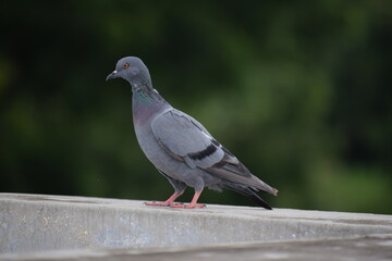 Indian Pigeon OR Rock Dove - The rock dove, rock pigeon, or common pigeon is a member of the bird family Columbidae. In common usage, this bird is often simply referred to as the 
