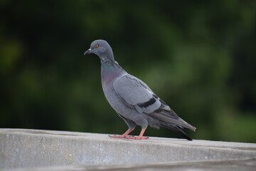 Fototapeta premium Indian Pigeon OR Rock Dove - The rock dove, rock pigeon, or common pigeon is a member of the bird family Columbidae. In common usage, this bird is often simply referred to as the 