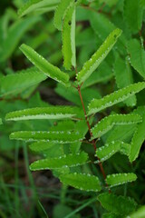 夏の朝、葉の周りに丸い水滴が滲み出るワレモコウ