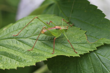 punktierte  Zartschrecke - Leptophyes punctatissima - Männchen