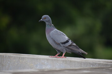 Indian Pigeon OR Rock Dove - The rock dove, rock pigeon, or common pigeon is a member of the bird family Columbidae. In common usage, this bird is often simply referred to as the 