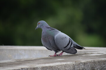 Obraz premium Indian Pigeon OR Rock Dove - The rock dove, rock pigeon, or common pigeon is a member of the bird family Columbidae. In common usage, this bird is often simply referred to as the 
