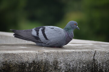 Indian Pigeon OR Rock Dove - The rock dove, rock pigeon, or common pigeon is a member of the bird family Columbidae. In common usage, this bird is often simply referred to as the 