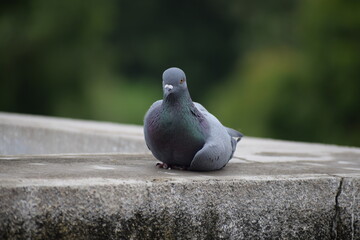 Indian Pigeon OR Rock Dove - The rock dove, rock pigeon, or common pigeon is a member of the bird family Columbidae. In common usage, this bird is often simply referred to as the 