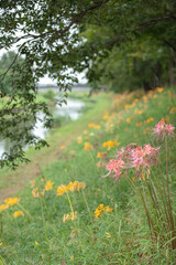 愛知県 稗田川 彼岸花