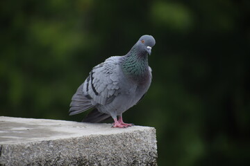 Indian Pigeon OR Rock Dove - The rock dove, rock pigeon, or common pigeon is a member of the bird family Columbidae. In common usage, this bird is often simply referred to as the 