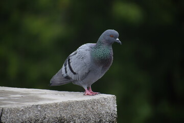 Indian Pigeon OR Rock Dove - The rock dove, rock pigeon, or common pigeon is a member of the bird family Columbidae. In common usage, this bird is often simply referred to as the 