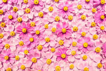 pink flowers background autumn anemone