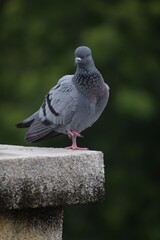 Indian Pigeon OR Rock Dove - The rock dove, rock pigeon, or common pigeon is a member of the bird family Columbidae. In common usage, this bird is often simply referred to as the 