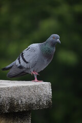 Indian Pigeon OR Rock Dove - The rock dove, rock pigeon, or common pigeon is a member of the bird family Columbidae. In common usage, this bird is often simply referred to as the 