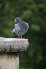 Indian Pigeon OR Rock Dove - The rock dove, rock pigeon, or common pigeon is a member of the bird family Columbidae. In common usage, this bird is often simply referred to as the 