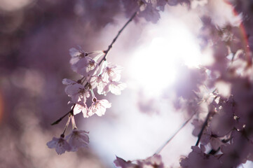 桜