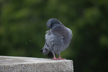 Indian Pigeon OR Rock Dove - The rock dove, rock pigeon, or common pigeon is a member of the bird family Columbidae. In common usage, this bird is often simply referred to as the 