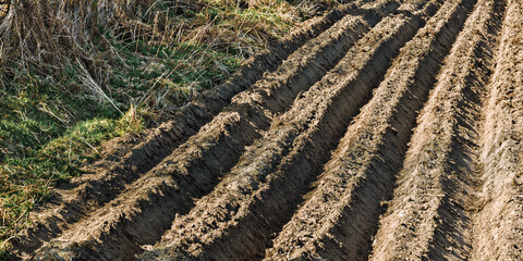 Deep ploughed furrows at the edge of a sandy field are thrown into sharp relief by a pattern of...
