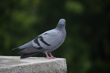 Indian Pigeon OR Rock Dove - The rock dove, rock pigeon, or common pigeon is a member of the bird family Columbidae. In common usage, this bird is often simply referred to as the 