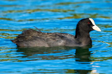 Eurasian Coot Fulica atra Costa Ballena Cadiz