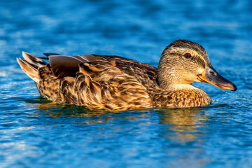 Mallard Anas platyrhynchos Costa Ballena Cadiz