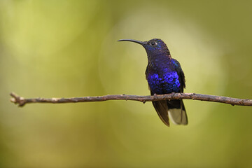 Violet sabrewing is flying in air