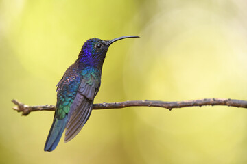 Obraz premium Fioletowy sabrewing przysiadł na brnachu