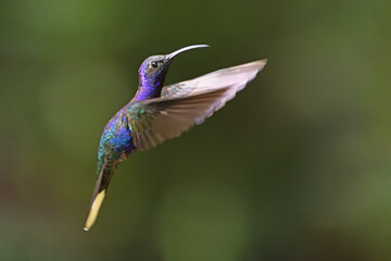 Violet sabrewing is flying in air © PetrDolejsek
